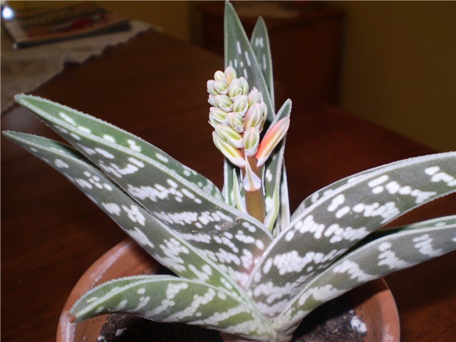 aloica